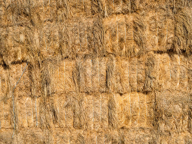 Stacked bales of wheat straw