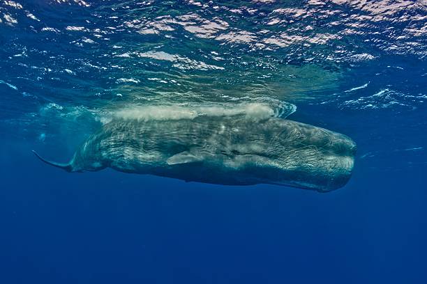 istock Large adult sperm whale (Physeter macrocephalus) with multiple head scars (Southern Indian Ocean) Mauritius 2245006977