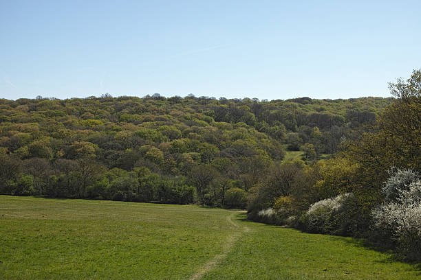 Epping Forest is a large ancient woodland in London and Essex, England, with a rich history and biodiversity.