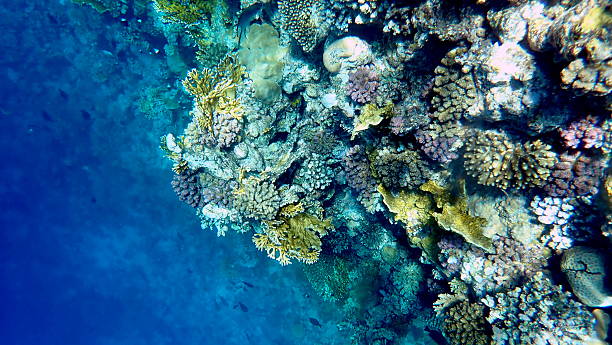istock red sea coral reef snorkeling in egypt 2245008127
