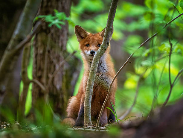 A cute red fox cub sits in the forest on a spring day and hides behind the branches of a tree