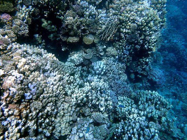 istock red sea coral reef snorkeling in egypt 2245008836