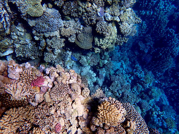 istock red sea coral reef snorkeling in egypt 2245009048