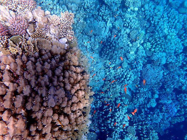 istock red sea coral reef snorkeling in egypt 2245009648