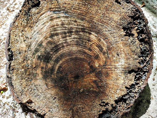 Cut tree trunk. Texture, lines and rings of the inside of a tree trunk. Tree stump.