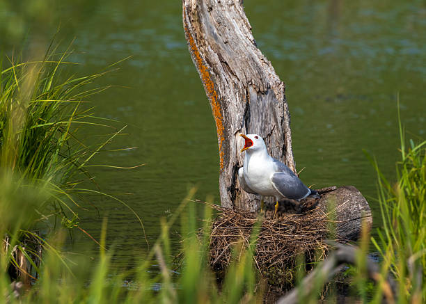 bird common gull standing on the nest with its chicks and screaming raising its beak and heads up