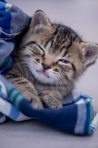 istock Adorable Kitten Snuggled in Soft Blue Plaid Blanket, Quietly Sleeping and Cozy 2245011223