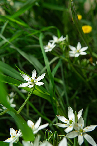 istock Small white star flowers blooming in tall, lush green grass with a blurred background. 2245011678