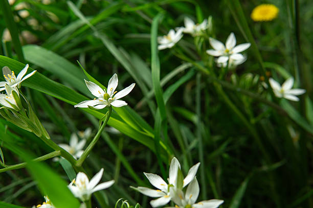 istock Small white star flowers blooming in tall, lush green grass with a blurred background. 2245011679