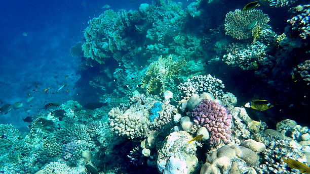 istock red sea snorkeling 2245011777