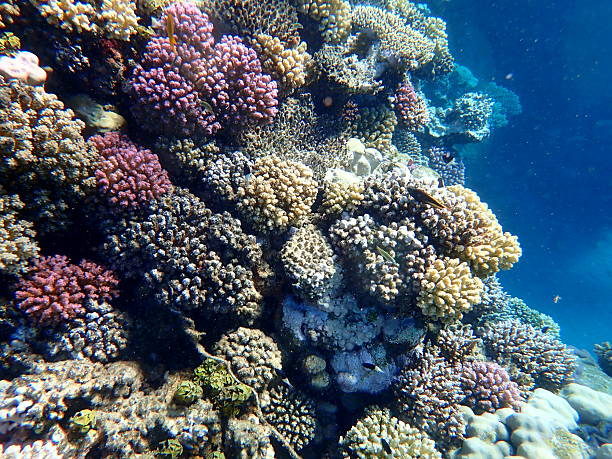 istock red sea snorkeling 2245011863