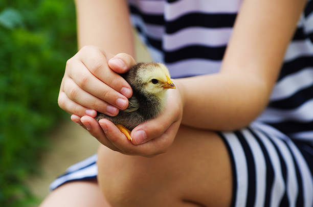The child holds a chick in his hands.