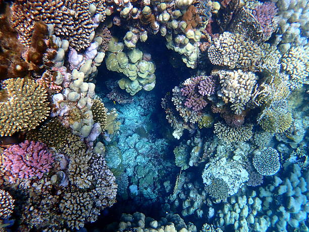 istock red sea snorkeling 2245012863