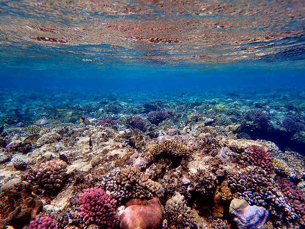 istock red sea snorkeling 2245013017