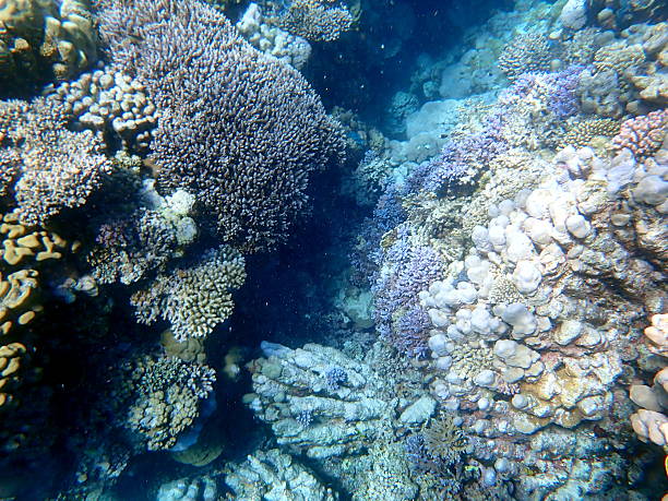 istock red sea snorkeling 2245013176