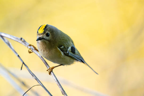 Goldcrest, regulus regulus, golden-crested kinglet. Close up.