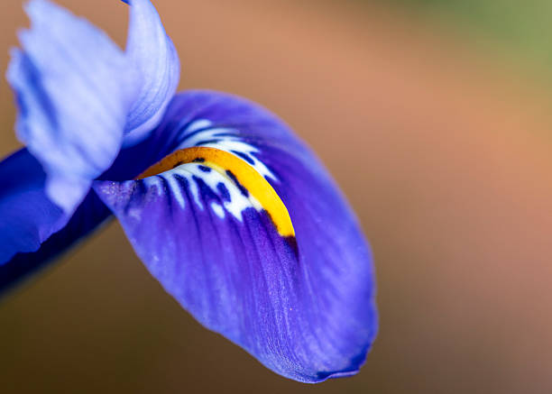 Bright blue Dwarf Iris Reticulata Alida in flower in February, a small, bulbous iris with narrow and erect leaves, England, United Kingdom