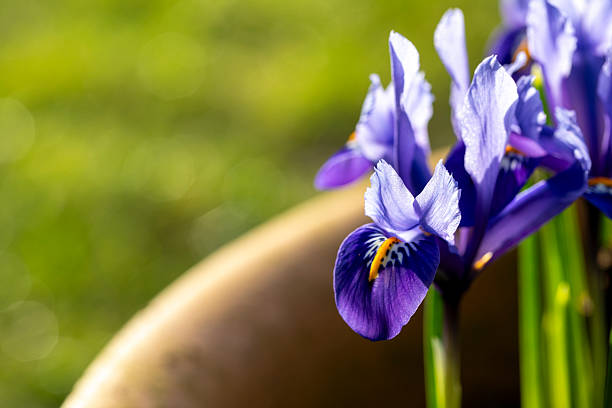 Bright blue Dwarf Iris Reticulata Alida in flower in February, a small, bulbous iris with narrow and erect leaves, England, United Kingdom