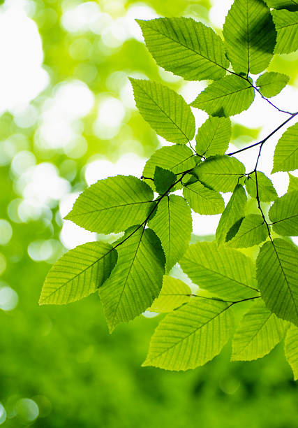 istock Green leaves over abstract background 2245013760