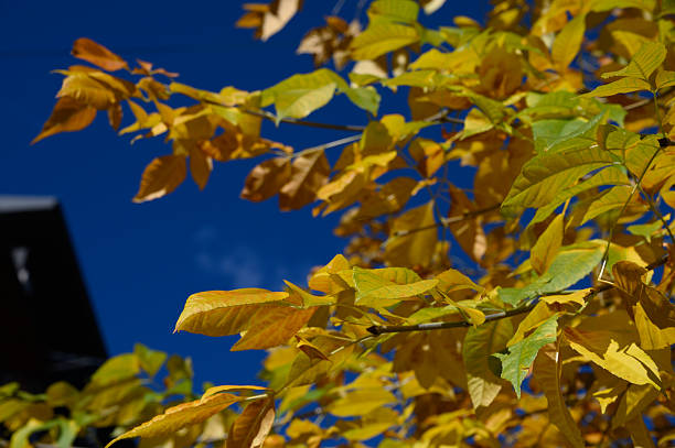 Close-up of golden autumn leaves on a branch contrasting with the bright blue sky.