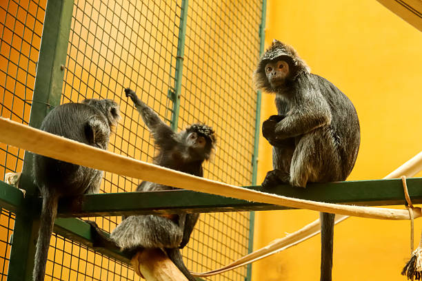 portrait of an ape in a cage