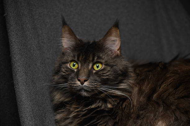 Large Maine Coon cat close-up on gray background. Fluffy domestic cat with long hair and expressive eyes for pet and animal stock photography.