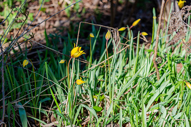 istock Tulipa sylvestris 2245017179