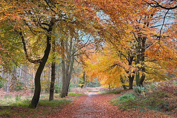 istock Beech Tree Forest in Autumn, Cannock Chase, Staffordshire, UK 2245017216