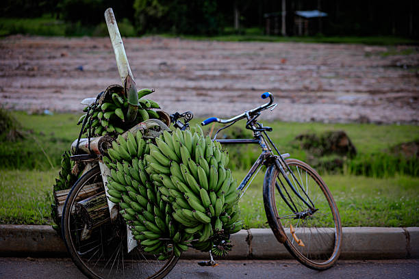 istock Bicycle Loaded with Green Bananas on Rural Road 2245019888