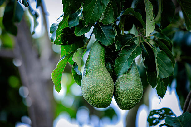 istock Fresh Green Avocados Hanging on a Tree Branch in Uganda 2245020833