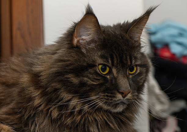 istock Fluffy Maine Coon Close-Up on Dark Door Background 2245025793