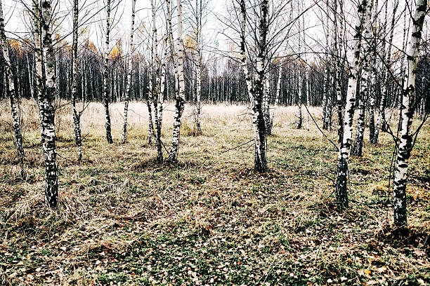 Tranquil birch tree grove in sunny summer day