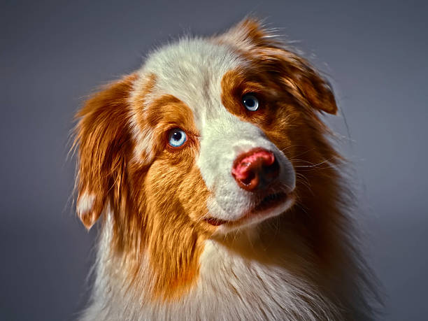 istock Dog Portrait - Friendly Domestic Pet With Expressive Eyes 2245027310