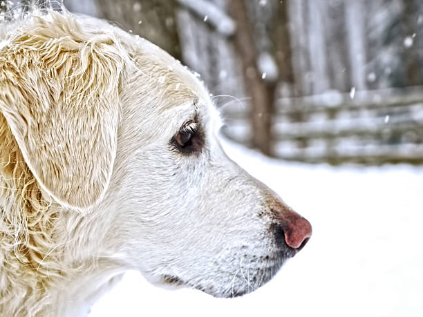 Dog Portrait - Friendly Domestic Pet With Expressive Eyes