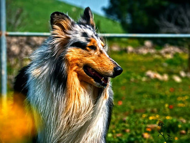 Dog Portrait - Friendly Domestic Pet With Expressive Eyes