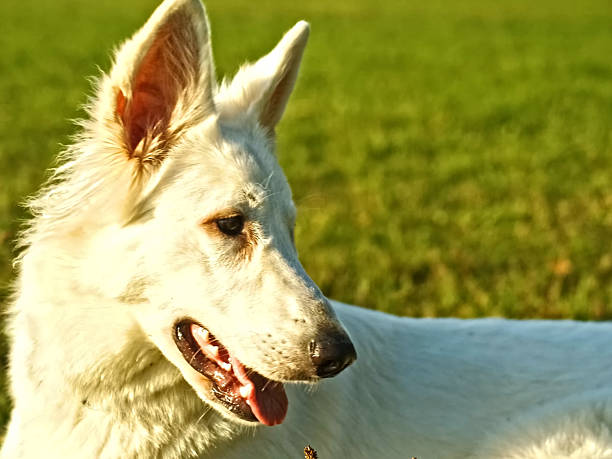 Dog Portrait - Friendly Domestic Pet With Expressive Eyes
