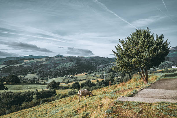 Peaceful rural wide-angle landscape in Asturias along Camino Primitivo, with a grazing cow on a green hillside, lone tree, layered mountains and dramatic cloudy sky under soft afternoon light