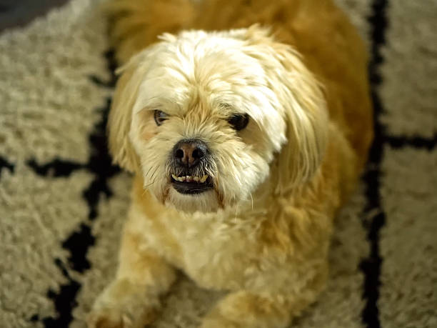 istock Dog Portrait - Friendly Domestic Pet With Expressive Eyes 2245027892