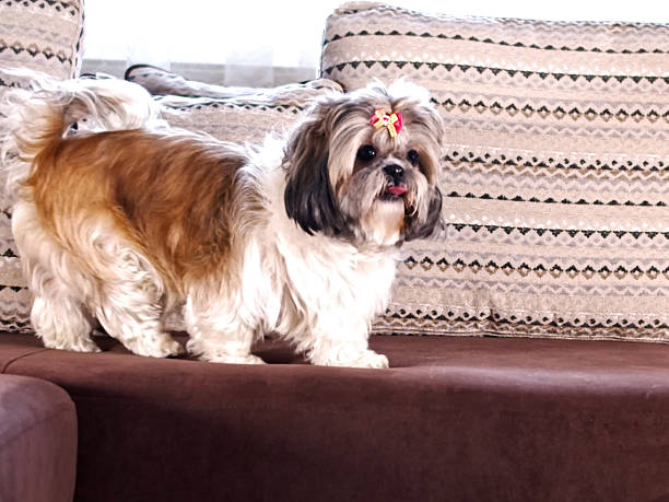 istock Dog Portrait - Friendly Domestic Pet With Expressive Eyes 2245027992