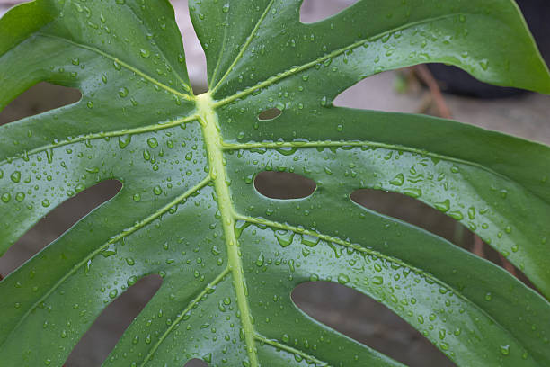 istock Monstera leaf with water droplets after rain close-up 2245028252