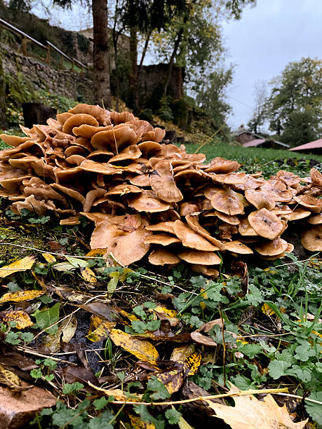 istock The scene feels damp and earthy after rain 2245028585
