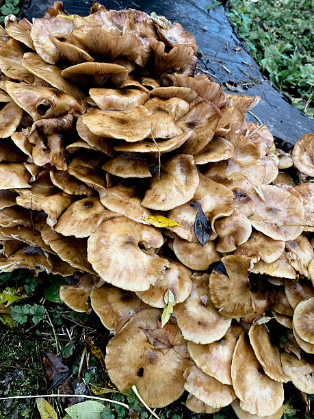 istock The scene feels damp and earthy after rain 2245028604