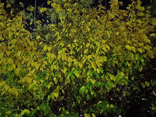 istock Beautiful autumn night images 2245029832