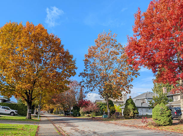 Surrey, Canada - October 29, 2025: Looking west on 15800-block of 95th Avenue. Deciduous trees show their autumn colours in the Fleetwood-Tynehead residential neighbourhood. Detached houses in this Bel-Air subdivision were built in the 1980s. Blue sky with light clouds above Metro Vancouver.