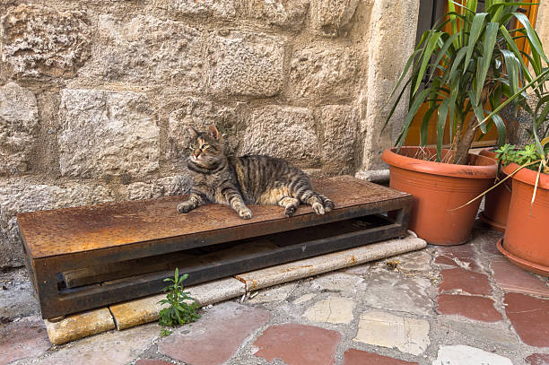 A tabby cat lounges regally on a bench against an ancient stone wall, flanked by terracotta pots of spiky plants in a Kotor alleyway.