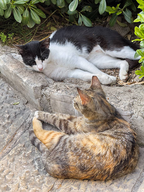 istock Two Cats Relaxing on Cobblestone Alley 2245031381