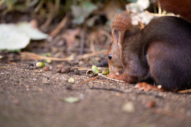 Squirrel feeding on acorns that have fallen on the ground in a public park, Campo Grande, Valladolid. Squirrels in an open-air park. Valladolid, Castile and León, Spain - November 3, 2025.