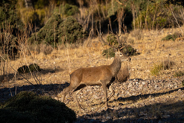istock Red deer (Cervus elaphus) photographed in Spain 2245034606