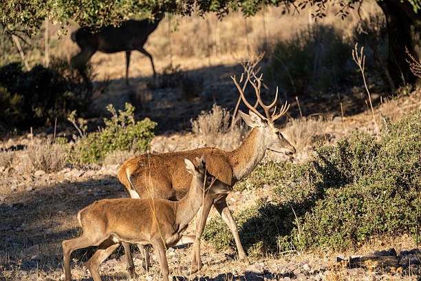 istock Red deer (Cervus elaphus) photographed in Spain 2245034623