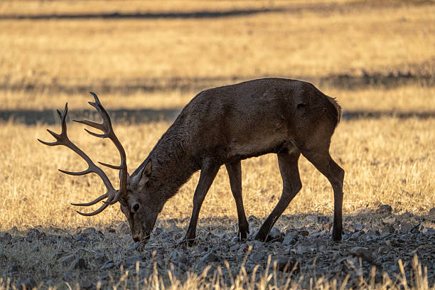 istock Red deer (Cervus elaphus) photographed in Spain 2245034709